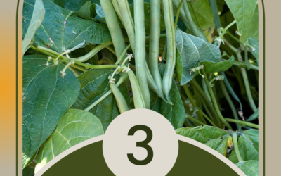 Top 3 Easiest Vegetables to Grow from Seed in Texas