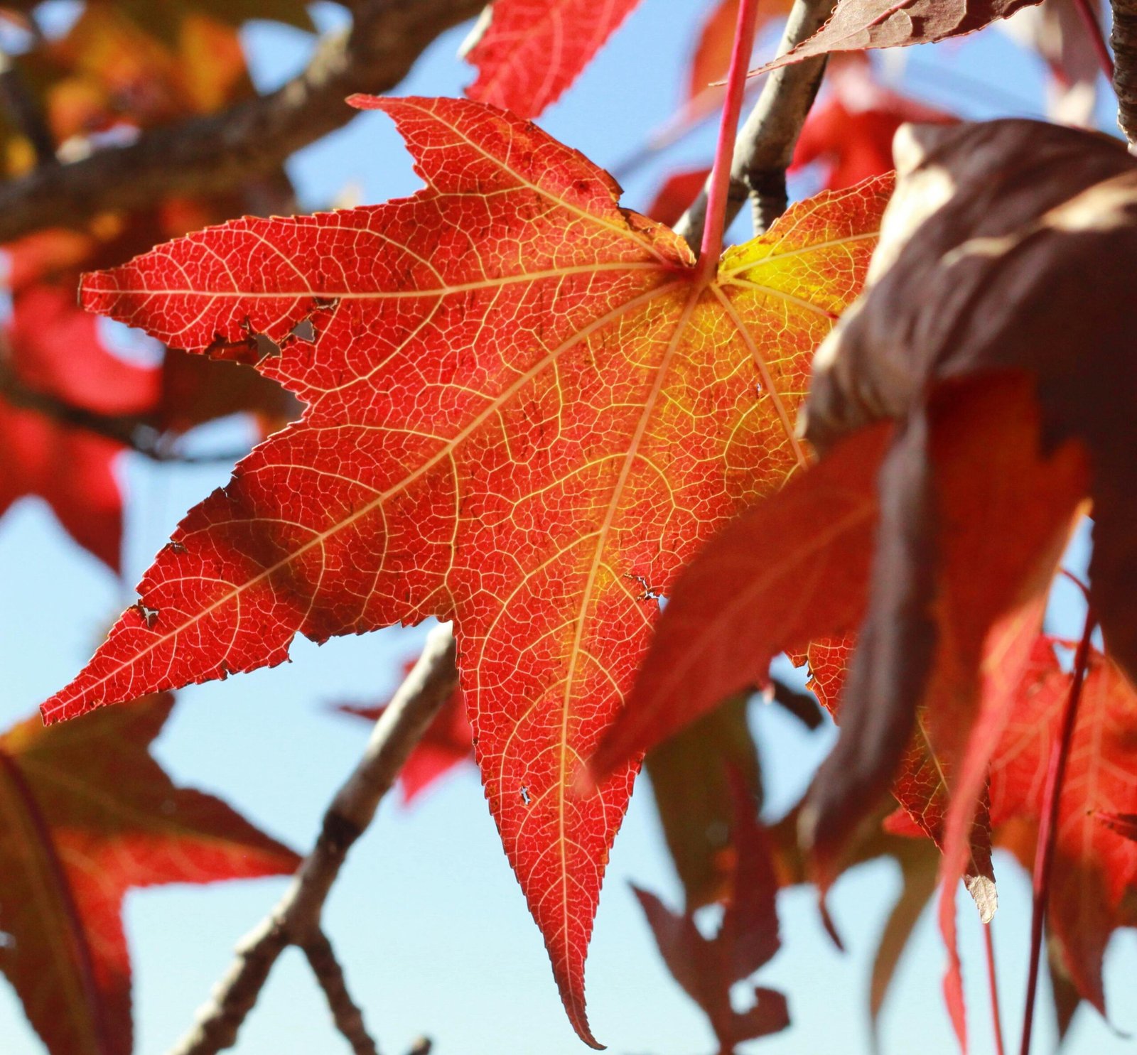 The Power of Fallen Leaves: Enhancing Your Garden’s Soil and Supporting Wildlife