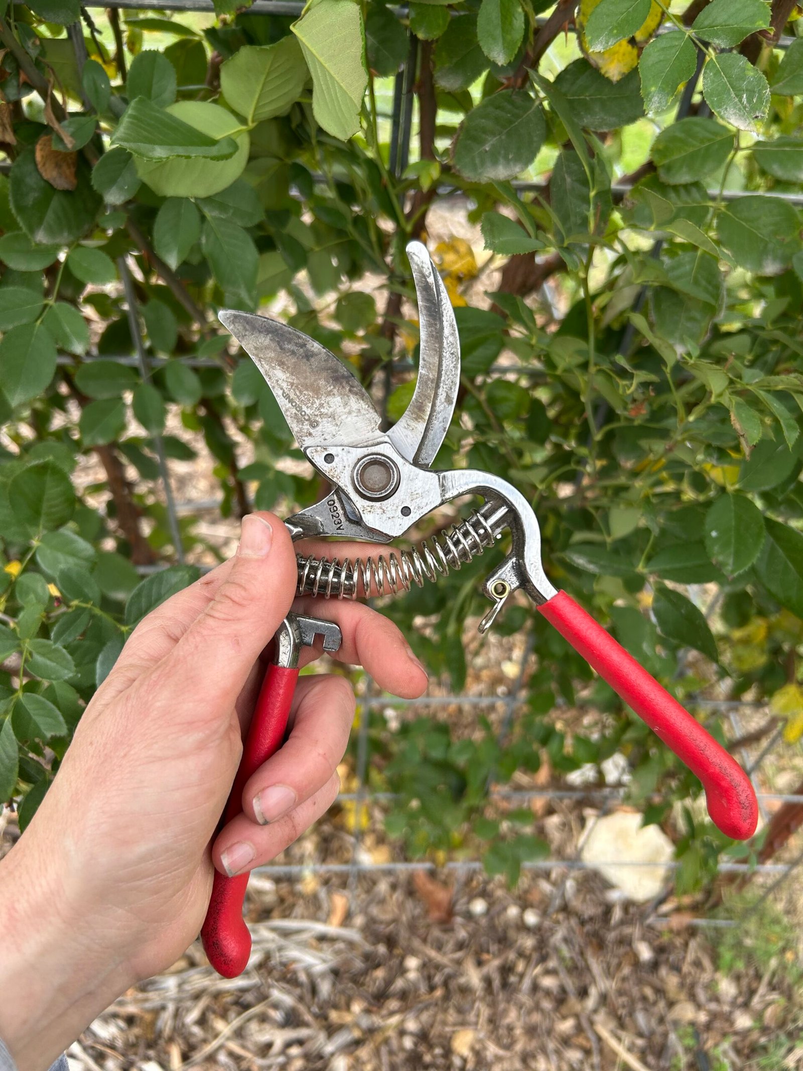 The Best (Most Affordable) Garden Clippers