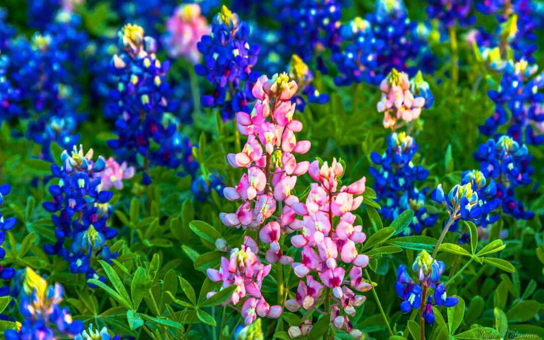 A Guide to Growing Texas Wildflowers from Seed